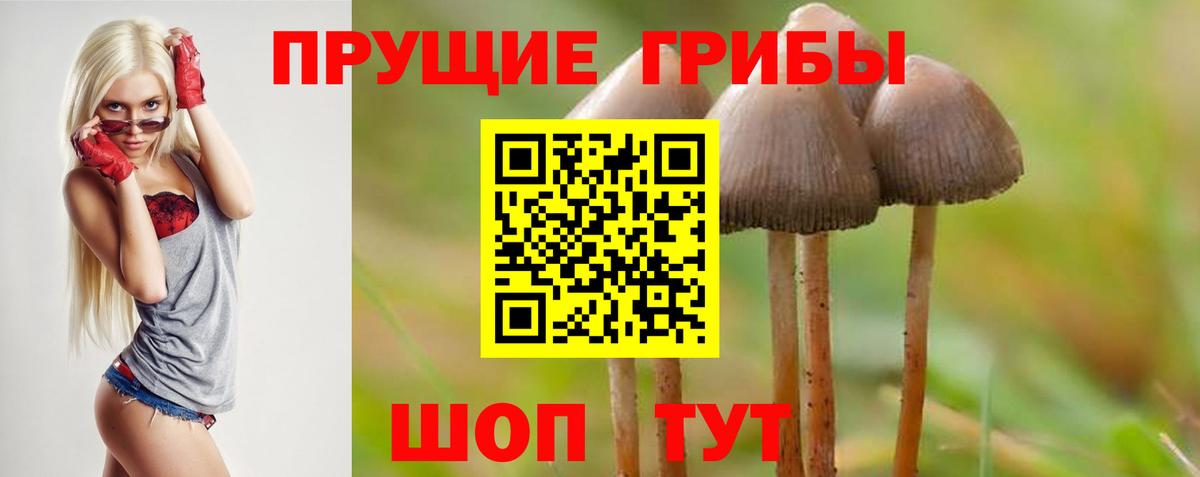 Заволжье  Галлюциногенные грибы Psilocybine cubensis  Вход с VPN 